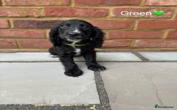 Cocker Spaniel dogs for sale: Beautiful cocker spaniel pups for sale!🐶 - Image 4