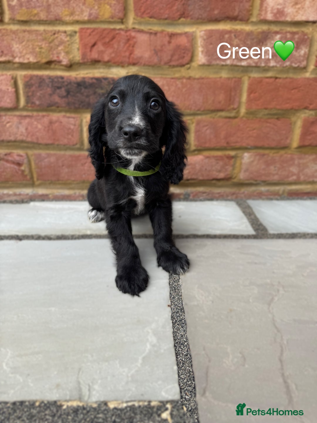 Cocker Spaniel dogs for sale: Beautiful cocker spaniel pups for sale!🐶 - Image 4