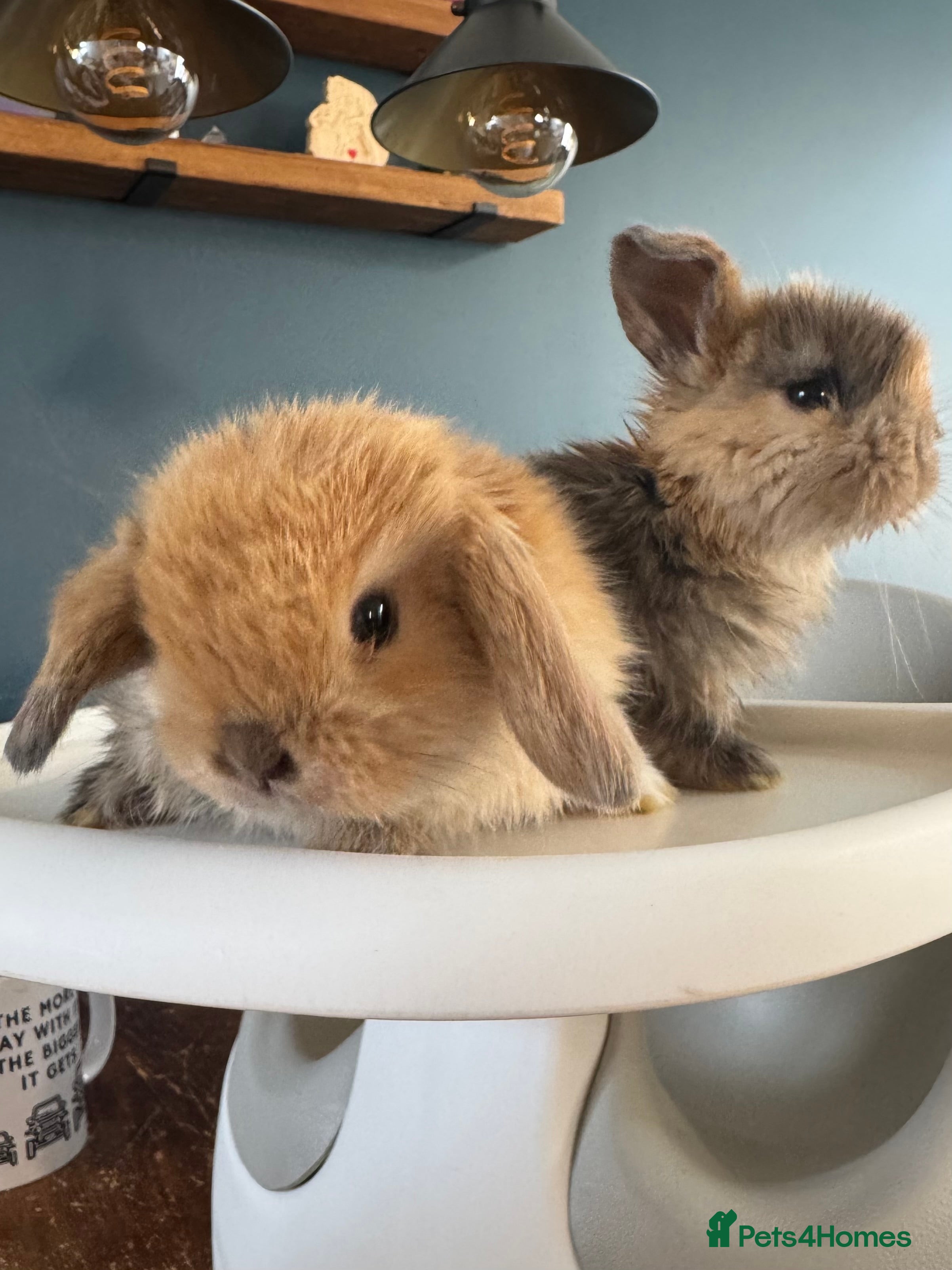 Mini Lop rabbits Purebred mini lop bucks 🐰💙 - Advert 1
