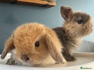 Mini Lop rabbits Purebred mini lop bucks 🐰💙 - Advert 1