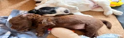 Mixed Breed dogs for sale: Sprockerpoo Puppies - Advert 20