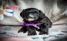 Sheepadoodle dogs for sale: *2 GIRLS LEFT* F1 DNA tested sheepadoodles  - Image 16