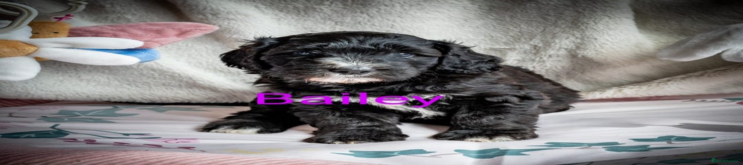 Sheepadoodle Puppy 5