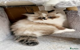 Persian cats for sale: Pure persian  kittens  - Image 2