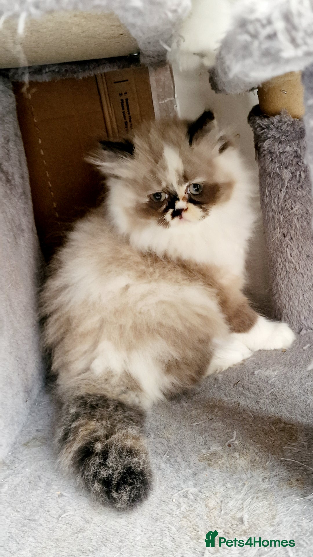 Persian cats for sale: Pure persian  kittens  - Image 2
