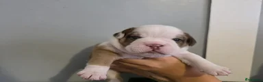 Mixed Breed 1