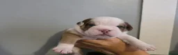 Mixed Breed dogs for sale: 2 beautiful British bulldog cross pups  - Advert 3
