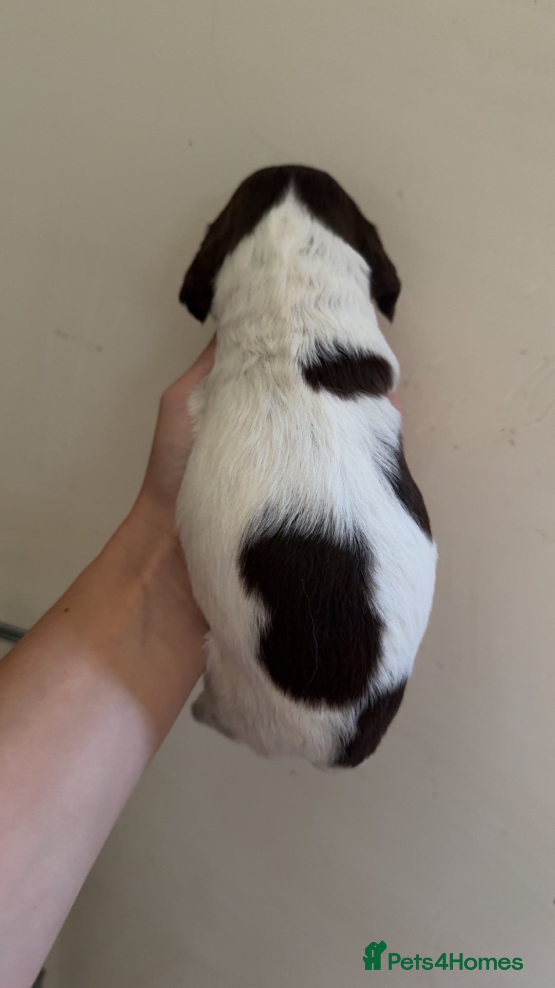 Sprocker dogs for sale: unbelievably marked sprockers 😍 - Image 10