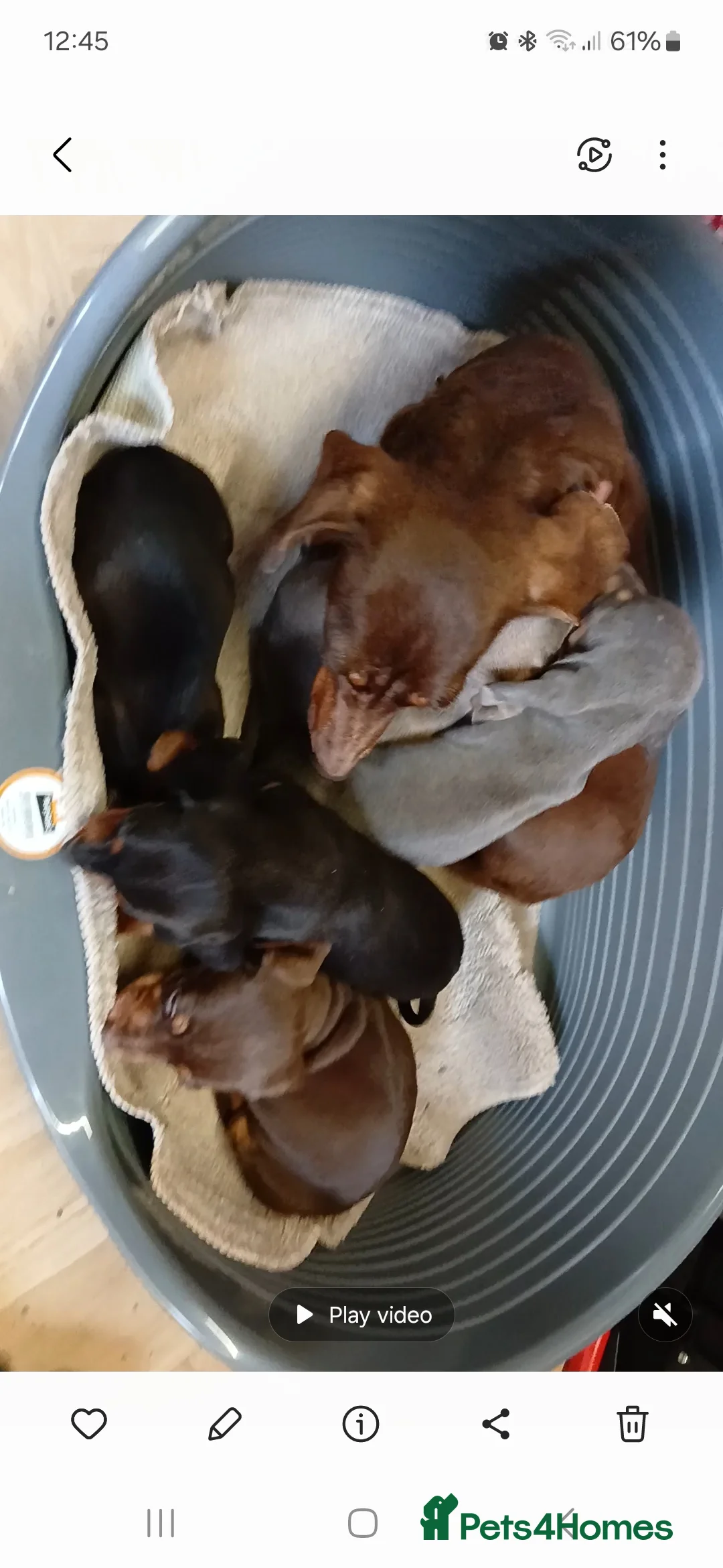 Dachshund dogs for sale: Ready to leave Beautiful dachshund puppies  - Advert 4