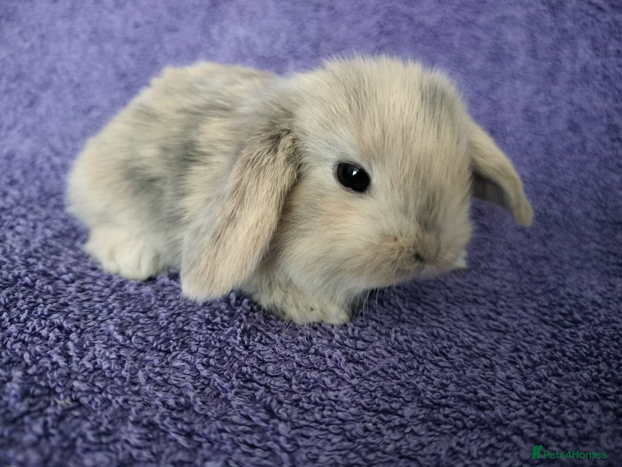 Mini Lop rabbits Baby mini lop rabbits for sale  - Advert 2