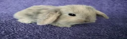 Mini Lop rabbits for sale: Baby mini lop rabbits for sale  - Advert 9