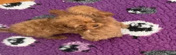 Cavapoo dogs for sale: Tiny Toy Cavapoo Puppies - Advert 15