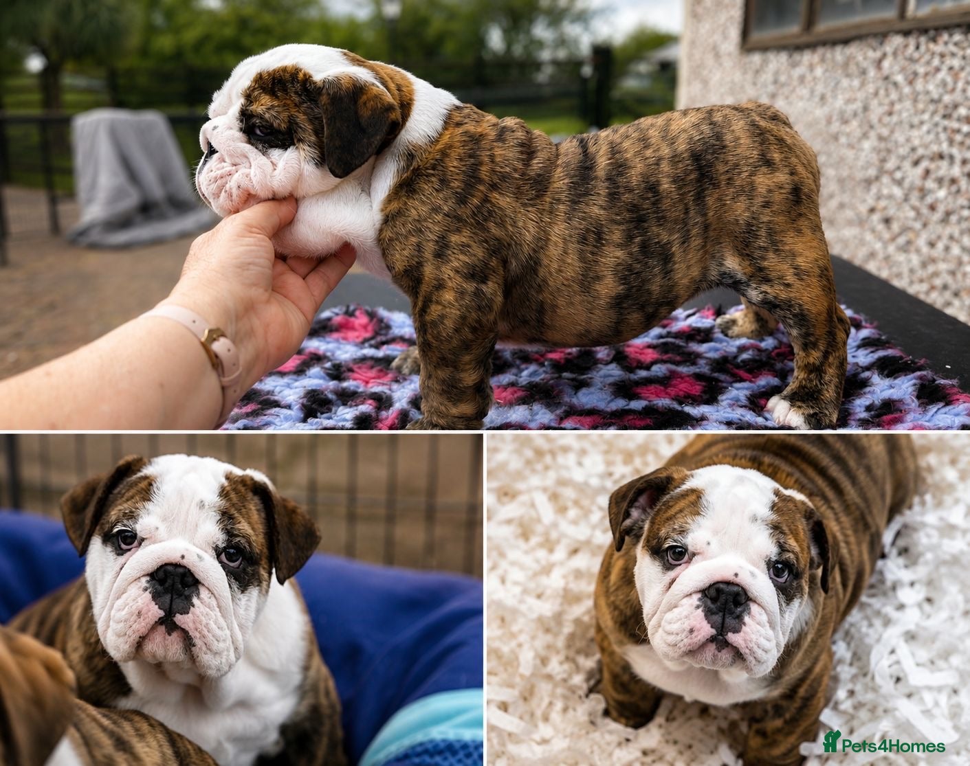 English Bulldog dogs Bulldog pup - Advert 1