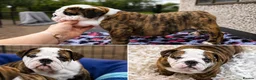 English Bulldog dogs for sale: Bulldog pup in Doncaster - Advert 1