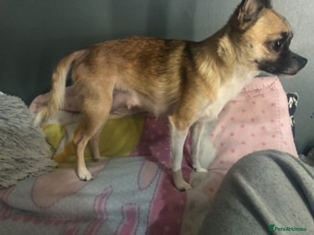 Pomchi dogs for sale: 🐾MALE POMCHI PUPPIES🐾 - Advert 6