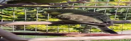 Budgerigars birds for sale: Baby budgies, easily tamed  - Advert 13