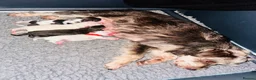 Miniature Schnauzer dogs for sale: 🐾 STUNNING KC REG MINIATURE SCHNAUZER 🐾 - Advert 4