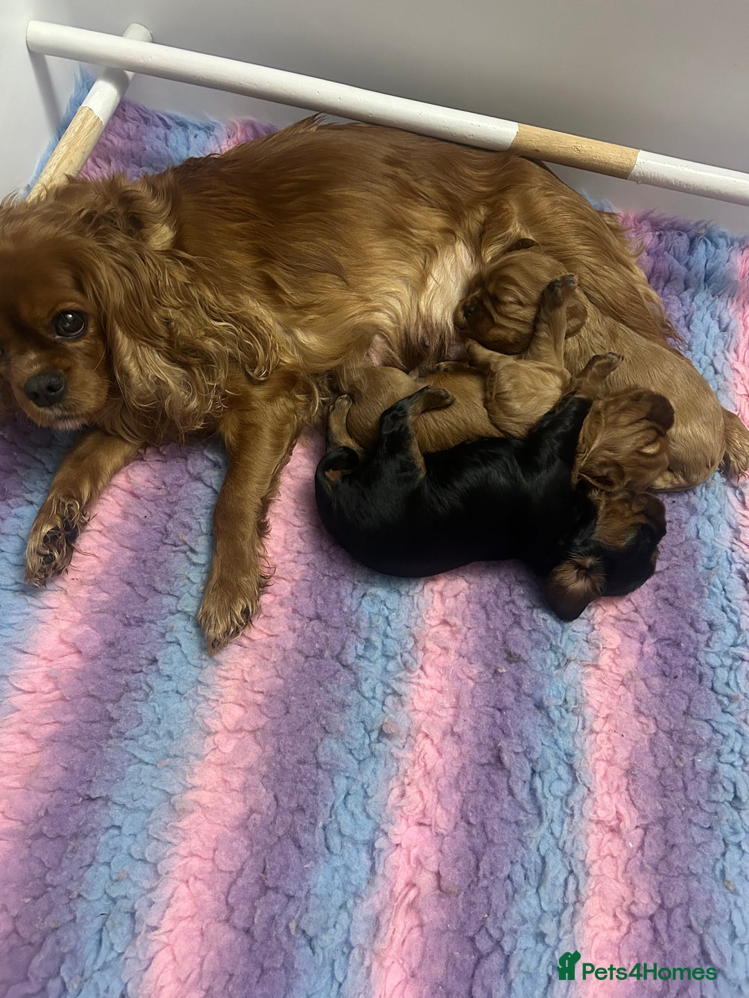 Cavalier King Charles Spaniel dogs for sale: RUBY BOY LEFT -Beautiful KC cavalier King Charles  - Advert 5