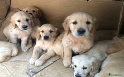 Golden Retriever dogs for stud: Gorgeous KC registered Golden Retriever stud dog  in Chesterfield - Image 11