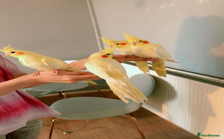 Cockatiels birds - Advert 1
