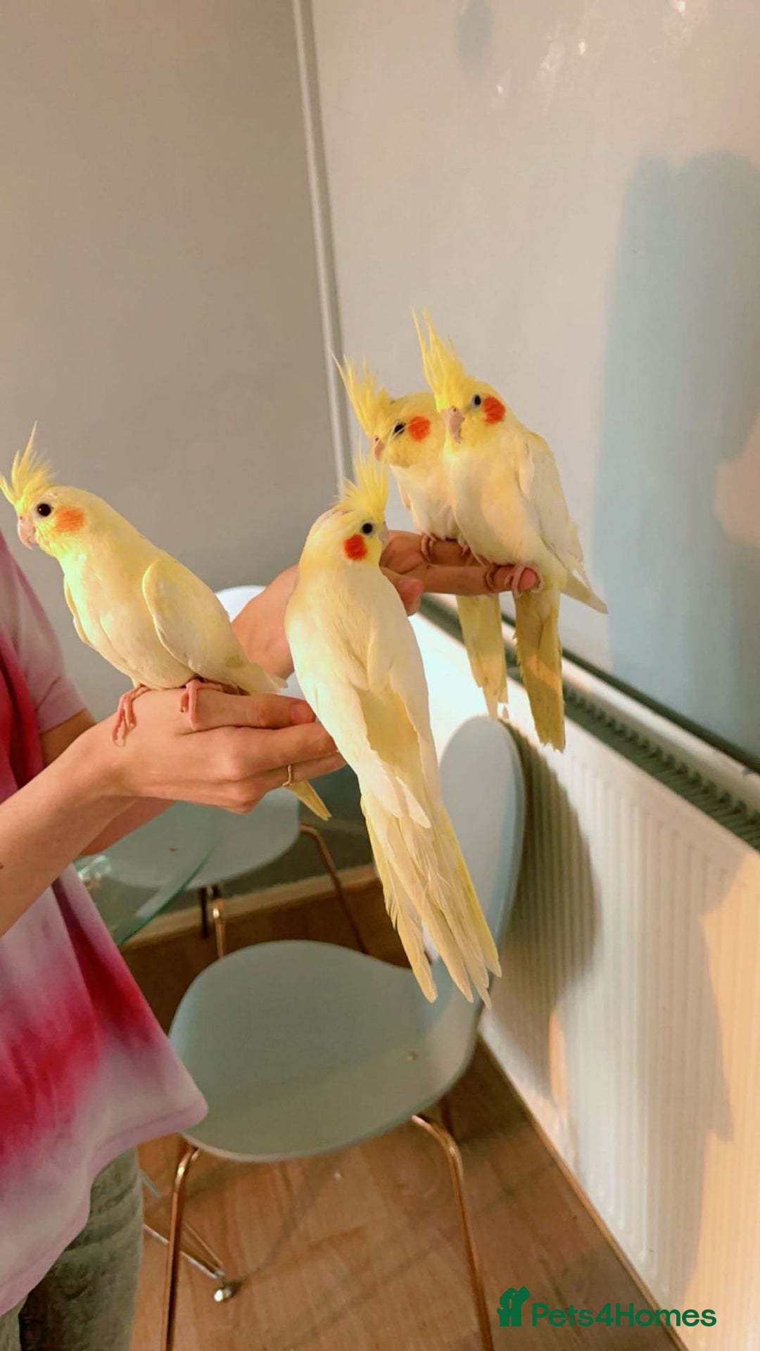 Cockatiels birds for sale: Cockateils - Image 1