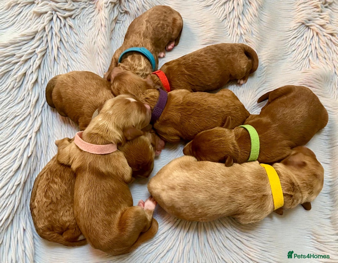 Australian Labradoodle dogs for sale: Australian Labrodoodle puppies - Advert 2