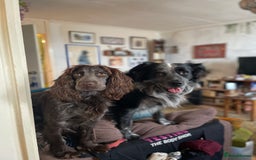 Mixed Breed dogs for sale: Merle Sprollies/Cotralian - Image 26