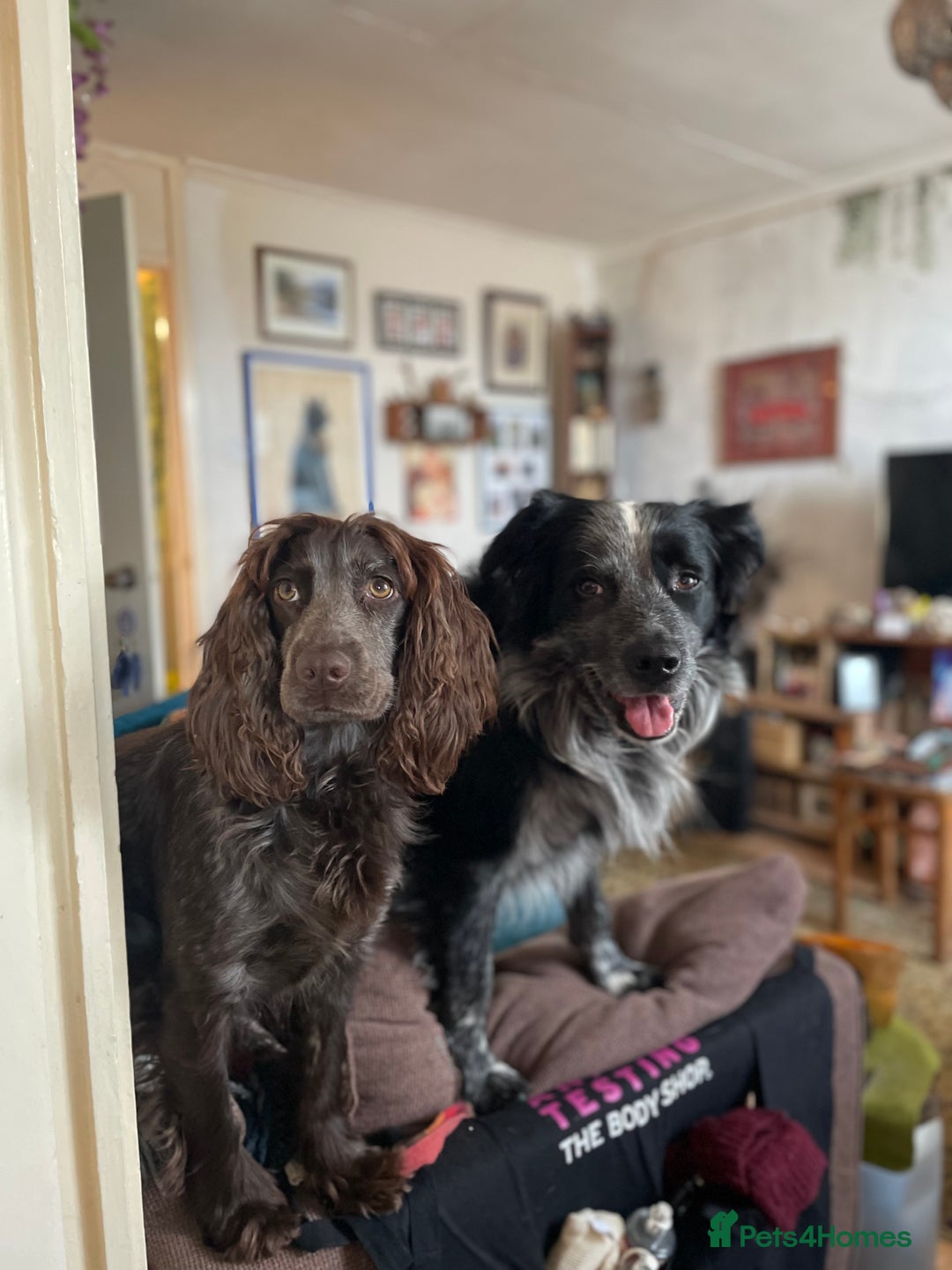 Mixed Breed dogs for sale: Merle Sprollies/Cotralian - Image 26