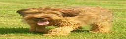 Briard dogs for sale: Top class puppies - Advert 7