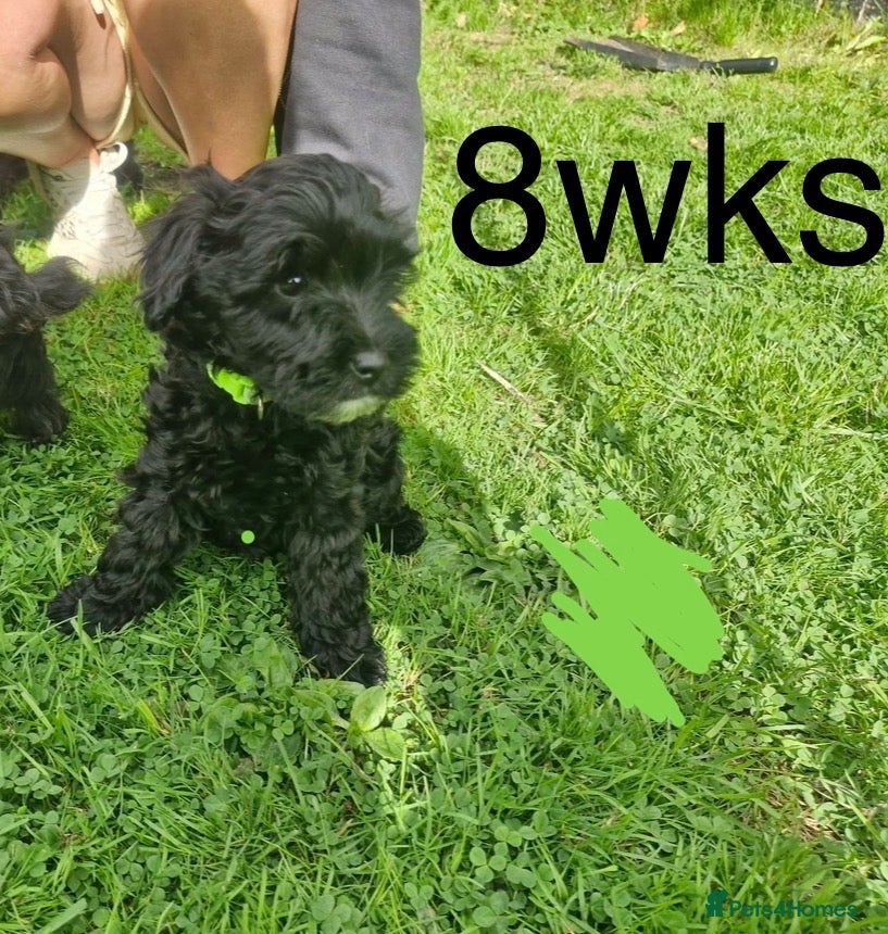 Westiepoo dogs READY TO LEAVE NOW. gorgeous Westiepoo girls  - Advert 1