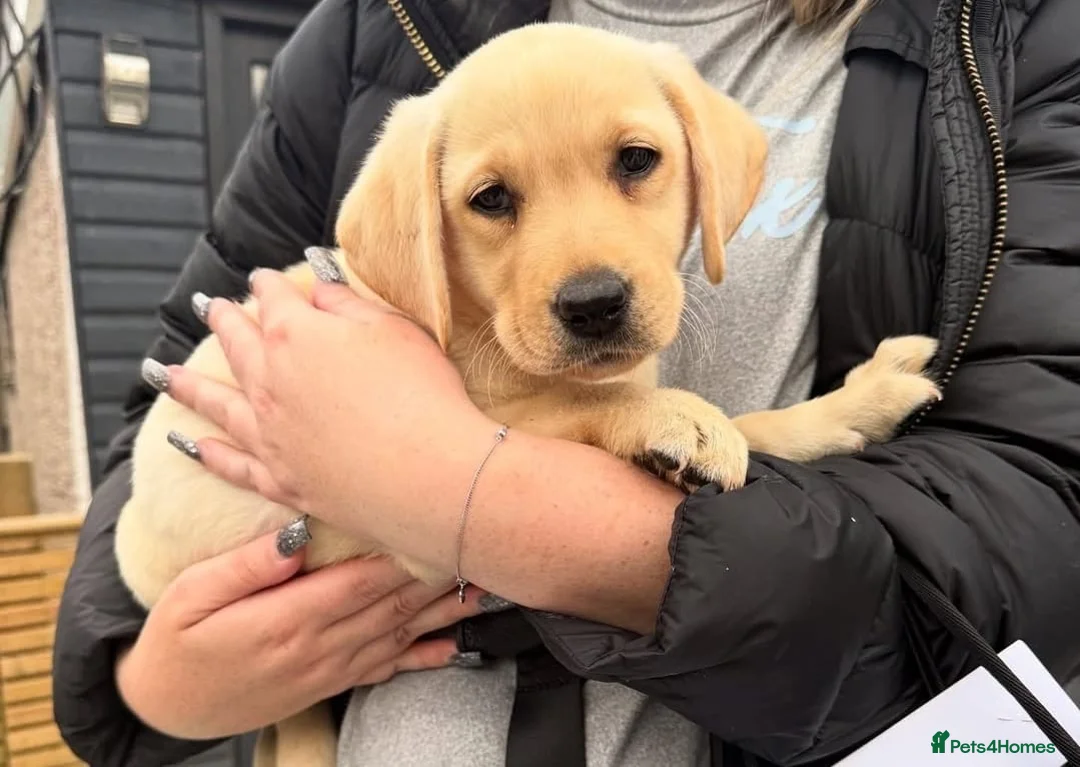 Labrador Retriever dogs for sale: Labrador puppys - Advert 5