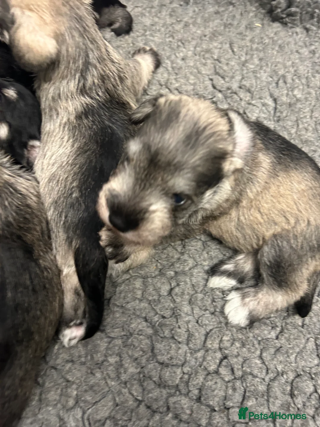 Miniature Schnauzer dogs for sale: Mini Schnauzer  - Advert 9