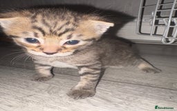 Mixed Breed cats for sale: Tabby Kitten - Image 4