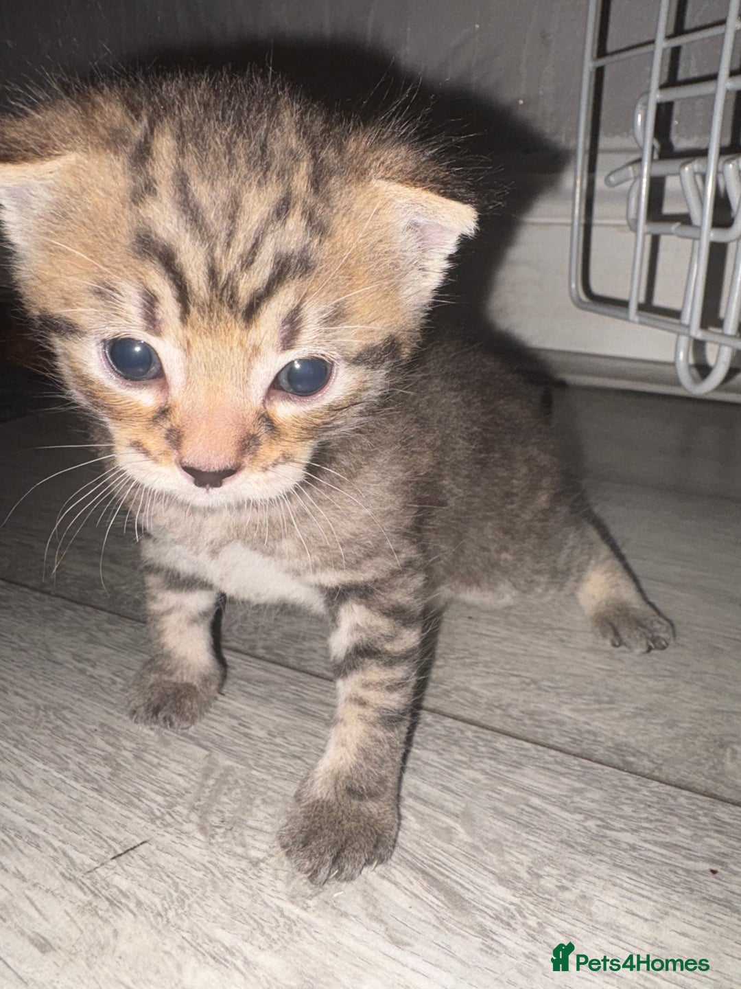 Mixed Breed cats for sale: Tabby Kitten - Image 4