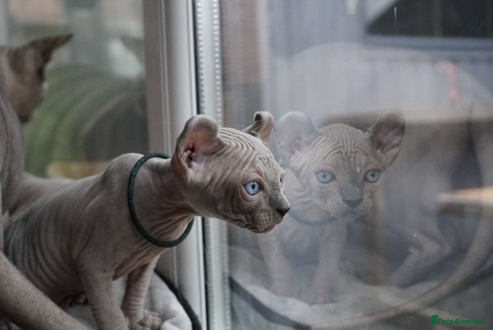 Sphynx cats Dwelf and Elf kittens for the best homes.  - Advert 2