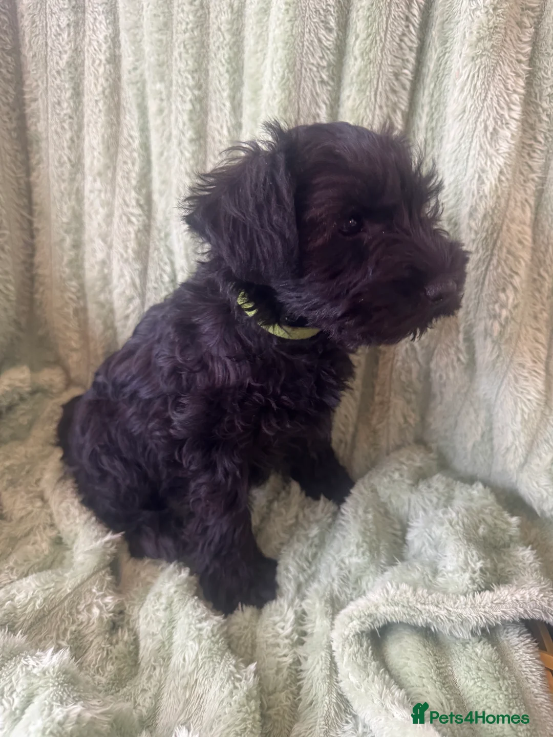 Miniature Schnauzer dogs for sale: Black miniature schnauzers  - Advert 5