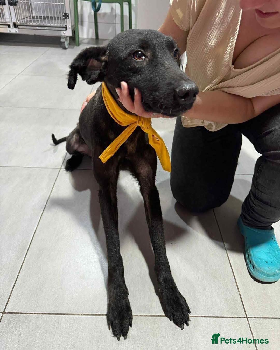 Mixed Breed dogs for adoption: Dashing Daniel - Advert 2