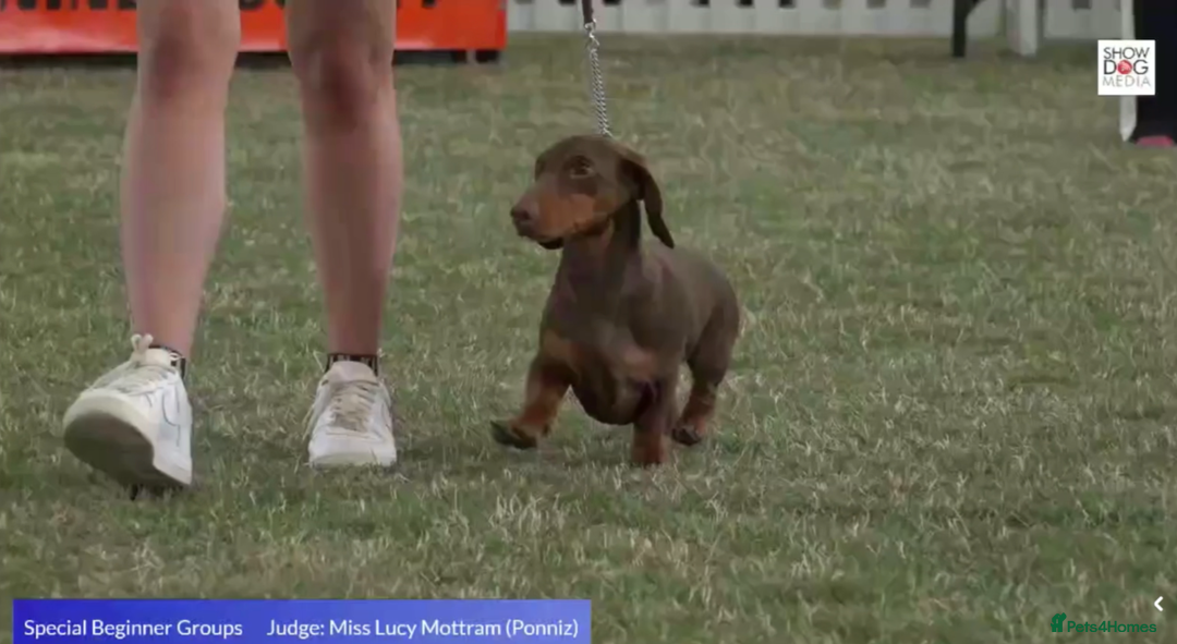 Dachshund dogs for stud: 2 CRUFTS Qual. Standard Dachshunds AT STUD only in Market Harborough - Image 3