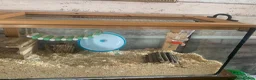 Hamster rodents for sale: Syrian hamster with cage and all accessories  - Advert 3