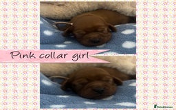 Cavalier King Charles Spaniel dogs for sale: 🧡Beautiful litter of Ruby Cavaliers🧡 - Advert 7