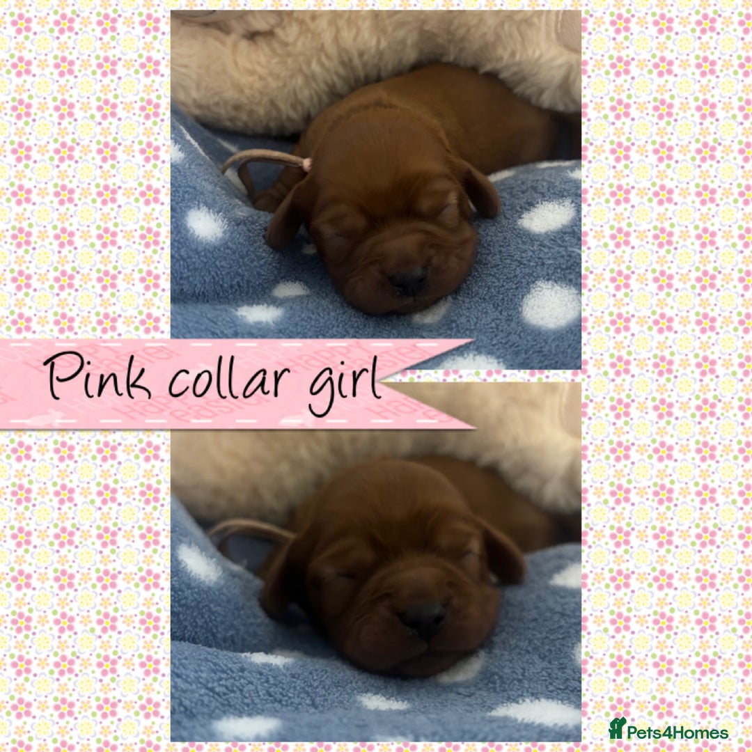 Cavalier King Charles Spaniel dogs for sale: 🧡Beautiful litter of Ruby Cavaliers🧡 - Advert 7