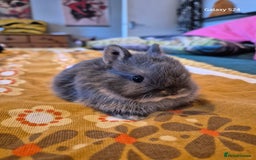 Netherland Dwarf rabbits for sale: Netherland dwarf  - Image 5