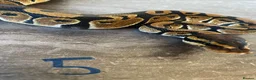 Python Snake reptiles for sale: Hatchling royal pythons. - Advert 13