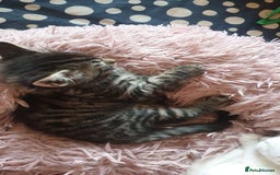 Turkish Angora cats for sale: Turkish angora cross Bengal  - Image 11