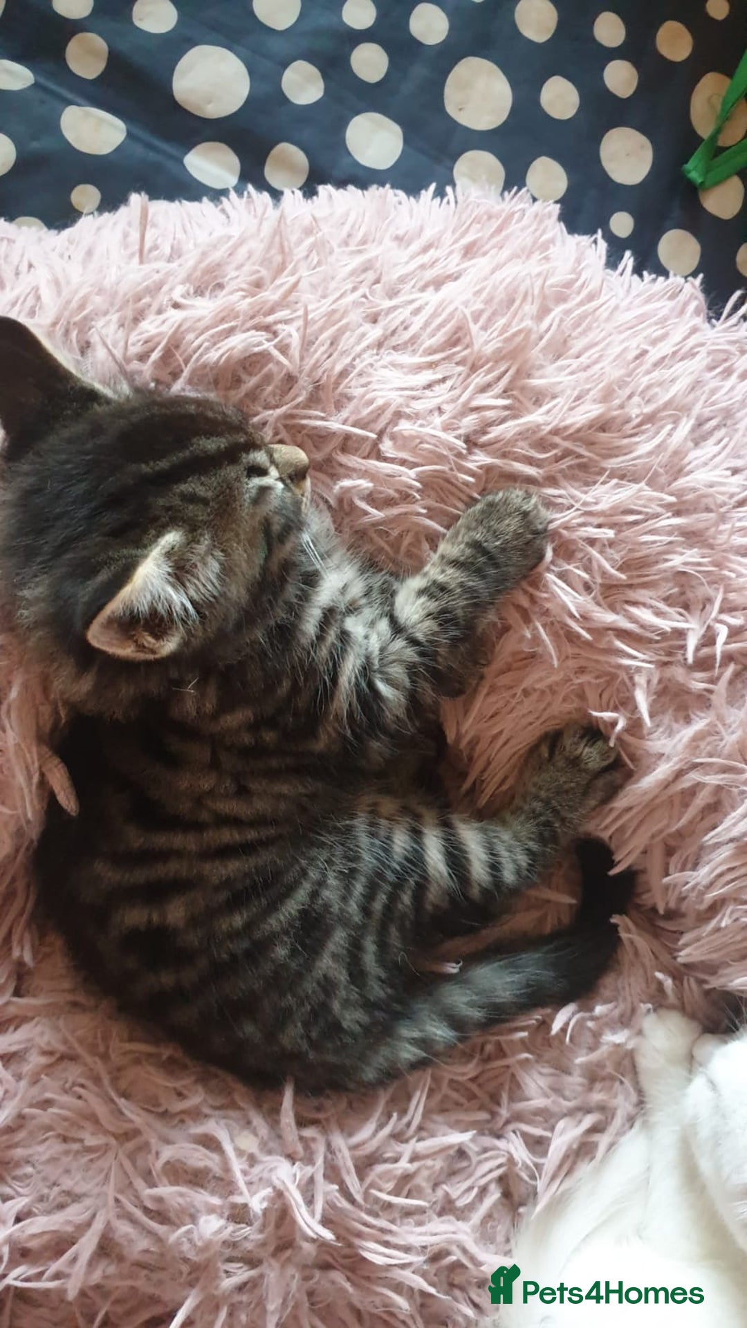 Turkish Angora cats for sale: Turkish angora cross Bengal  - Image 11