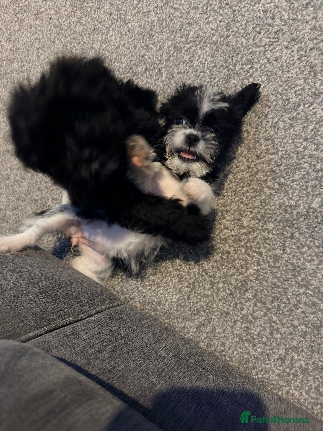 Zuchon dogs for sale: Shihzu x Bichion x Westie - Advert 13