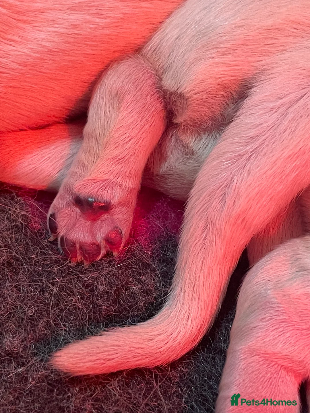 Golden Retriever dogs for sale: Beautiful Golden retriever pups - Advert 2