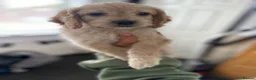 Cockapoo dogs for sale: Apricot cockapoo girl  in Spennymoor - Advert 2