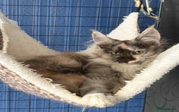 Maine Coon cats for sale: Beautiful pedigree mainecoon kitten  - Image 4