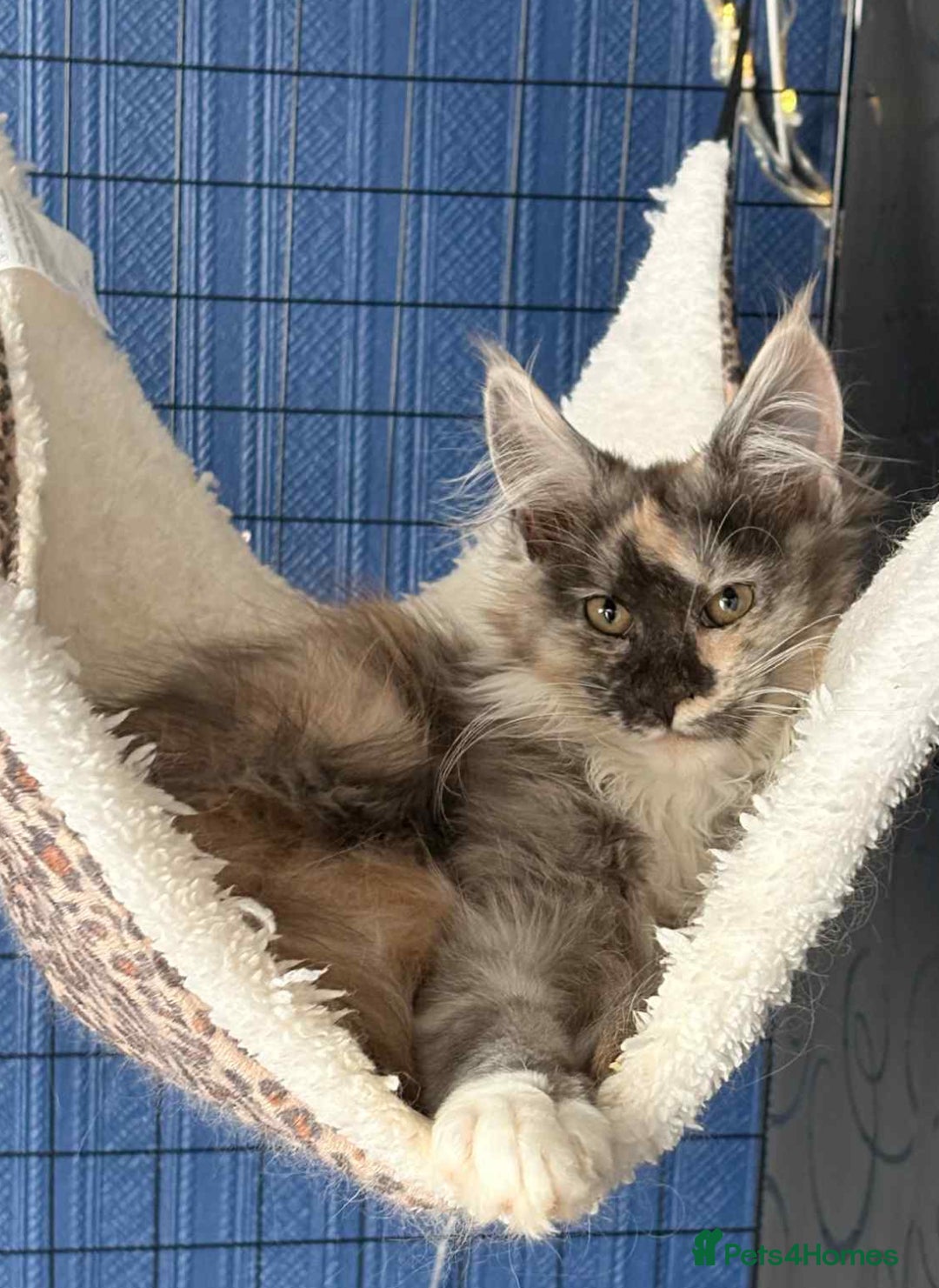 Maine Coon cats for sale: Beautiful pedigree mainecoon kitten  - Image 4
